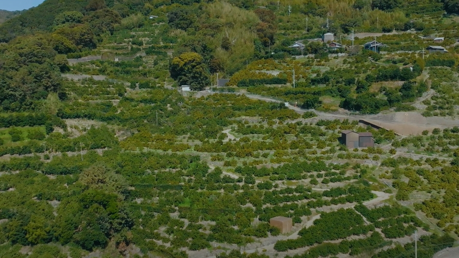 制作実績のサムネイル